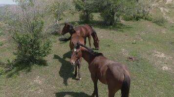 Horses gaze under the trees on the mountainside video