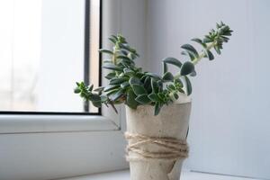 The echeveria succulent has stretched out due to lack of light. etiolation of succulents photo