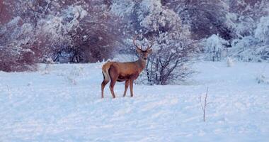 cervo sta su il nevoso radura nel davanti di il alberi. video