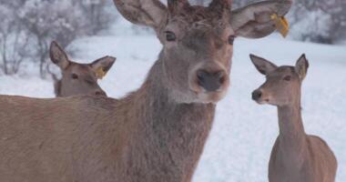 Deer herd on the snowy clearing in the forest video