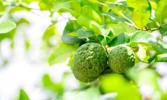 Bergamot, Fresh green bergamot fruit hanging from branch. bergamot tree garden and healthy food concept, group of bergamot,Bergamot medicinal plants with many photo