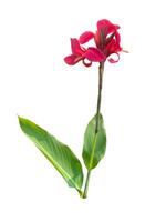 isolated red canna flowers on white background.Flowering in a bouquet at the top of the stem and has some soft petals.Flower size and color vary by species. soft and selective focus. photo