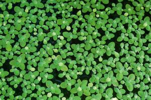 green background of Duckweed is a small floating plant. Grows and reproduces well in still water that is rich in nutrients and organic matter. photo