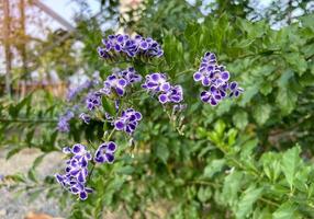 Golden dewdrop is a shrub with purple-white flowers and 2-3-meter-tall stems. It is commonly planted as a fence around the house. photo