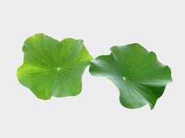 Isolated 2 waterlily leaf on white background, with clipping path. photo