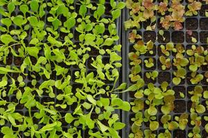 antecedentes de cos lechuga y rojo roble plántulas en negro bandejas son crecido y fuerte suficiente a ser plantado en el suelo o en ollas. foto