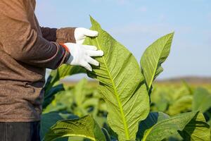 Tobacco farmers are tending the produce in their tobacco fields. Tobacco leaves contain nicotine, so they are used to make tobacco. Pungent drugs and use of cigarettes. Soft and selective focus. photo