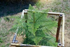 joven coral arrecife araucaria en un bambú recinto es un ornamental planta, ramificado fuera dentro capas hermosa verde hojas el pabellón es no grande foto