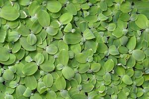 verde antecedentes de lenteja de agua es un pequeño flotante planta. crece y reproduce bien en todavía agua ese es Rico en nutrientes y orgánico asunto. foto