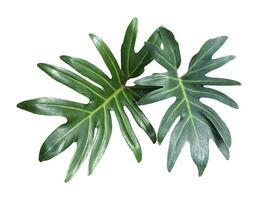 isolated Philodendron Xanadu leaves on white background. The leaves are single, oval, rounded at the tip, deeply concave at the base. The leaves are thick, smooth, shiny and dark green. photo