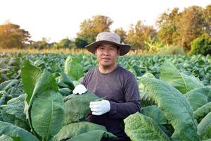 Tobacco farmers are tending the produce in their tobacco fields. Tobacco leaves contain nicotine, so they are used to make tobacco. Pungent drugs and use of cigarettes. Soft and selective focus. photo