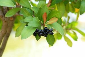 Shoebutton ardisia is a medicinal plant. The young fruits are green and then turn red. When ripe, they turn purple-black. The leaves are dense at the tops and at the ends of the branches. photo