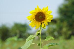 girasoles y abejas son protocolocooperación. cuales es el coexistencia de dos vivo cosas ese beneficio cada otro abejas obtener alimento, girasoles obtener polinización. foto