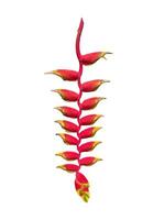 aislado heliconia rostrata en un blanco antecedentes es un planta en el género heliconia. el inflorescencia cuelga abajo. el brácteas son rojo. el propina es amarillo y mira me gusta un loro pico. foto