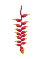 isolated Heliconia rostrata on a white background is a plant in the genus Heliconia. The inflorescence hangs down. The bracts are red. The tip is yellow and looks like a parrot's beak. photo