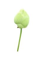 isolated white lotus bud on white background, with clipping path. photo