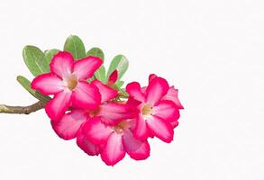 Isolated bouquet of pink Adenium on a white background is a colorful plant with beautiful flowers, nicknamed Desert Rose. photo