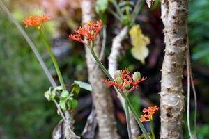 gota planta es un herbario planta con suculento tallos, desigual superficie, con claro lechoso blanco látex. flores floración a el consejos de el dispara el flores son rojo y numeroso. foto