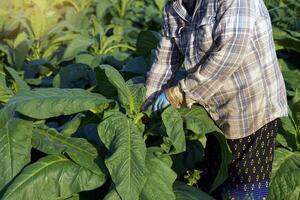 Gardeners pluck the young leaves of tobacco so that the fertilizer is applied to only the leaves that are needed. It is to control the height. To get the existing leaves to have large leaves. photo