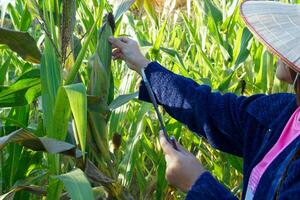 A corn farmer touches a corn spawn with his hands. to examine the quality of corn in the field and write down the information on the tablet. soft and selective focus. photo