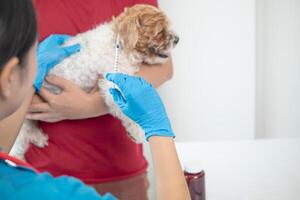 veterinario es vacunado para perrito a evitar comunicable enfermedades después veterinario tiene hecho un anual salud cheque para perro. concepto de trayendo mascotas a recibir anual vacunas desde veterinarios foto