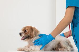 veterinarios son ejecutando anual cheque UPS en perros a Mira para posible enfermedades y tratar ellos con rapidez a garantizar el mascotas salud. veterinario es examinando perro en veterinario clínica para tratamiento foto