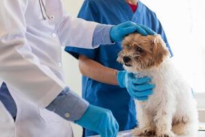 Veterinarians are performing annual check ups on dogs to look for possible illnesses and treat them quickly to ensure the pet's health. veterinarian is examining dog in veterinary clinic for treatment photo