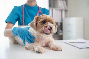 veterinarios son ejecutando anual cheque UPS en perros a Mira para posible enfermedades y tratar ellos con rapidez a garantizar el mascotas salud. veterinario es examinando perro en veterinario clínica para tratamiento foto