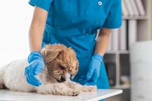 veterinarios son ejecutando anual cheque UPS en perros a Mira para posible enfermedades y tratar ellos con rapidez a garantizar el mascotas salud. veterinario es examinando perro en veterinario clínica para tratamiento foto