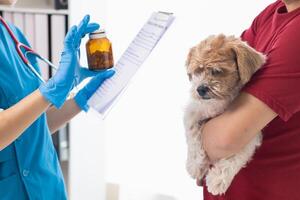 veterinario recomienda tónicos perro propietario ayuda nutrir cuerpo después anual salud examen buscar para enfermedades mayo ocurrir con mascotas. anual salud examen conceptos para mascotas y tónicos veterinarios foto