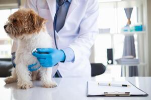 Veterinarians are performing annual check ups on dogs to look for possible illnesses and treat them quickly to ensure the pet's health. veterinarian is examining dog in veterinary clinic for treatment photo