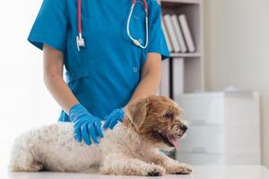 Veterinarians are performing annual check ups on dogs to look for possible illnesses and treat them quickly to ensure the pet's health. veterinarian is examining dog in veterinary clinic for treatment photo