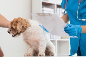 Veterinarians are performing annual check ups on dogs to look for possible illnesses and treat them quickly to ensure the pet's health. veterinarian is examining dog in veterinary clinic for treatment photo