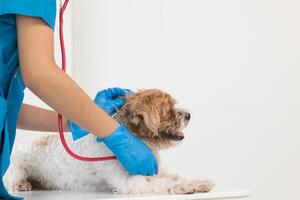 Veterinarians are performing annual check ups on dogs to look for possible illnesses and treat them quickly to ensure the pet's health. veterinarian is examining dog in veterinary clinic for treatment photo