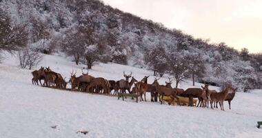cerf troupeau dans hiver sur le collines couvert avec des arbres derrière le clôture video