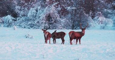 cerf troupeau dans hiver sur le collines couvert avec des arbres derrière le clôture video