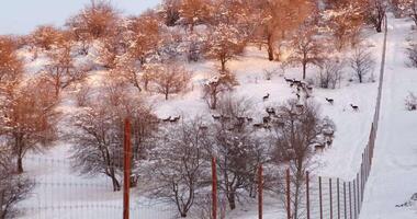 cerf troupeau dans hiver sur le collines couvert avec des arbres derrière le clôture video