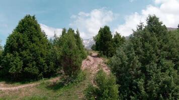 naald- bomen Aan de berghelling. landschap panorama video