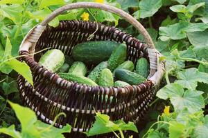 Fresh harvest of cucumbers in a basket. Gardening background with green plants photo