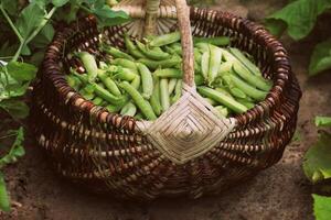 Harvest of green fresh peas picking in basket . Green pea pods on agricultural field. Gardening background with green plants photo