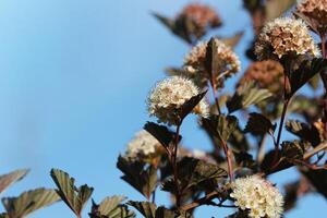 Ninebark or Physocarpus opulifolius shrub bloosom in garden. Dwarf shrub with deep red foliage for landscape gardening photo