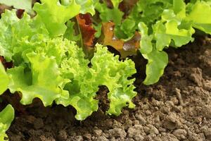 Fresh green and red curly lettuce growing in bed. Salad background photo