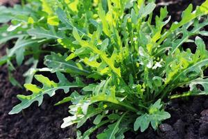 Rúcula planta creciente en orgánico vegetal jardín. foto