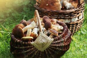 Basket full of fresh boletus mushrooms in forest photo