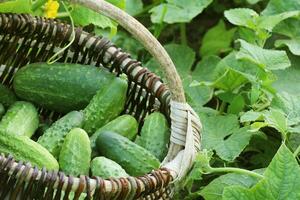 Fresco cosecha de pepinos en un cesta. jardinería antecedentes con verde plantas foto