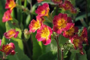 Perennial primrose or primula in the spring garden. Spring primroses flowers, primula polyanthus. The beautiful red colors primrose flowers garden photo