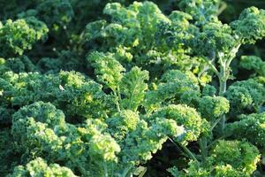 Young kale growing in the vegetable garden photo