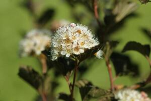 Ninebark or Physocarpus opulifolius shrub bloosom in garden. Dwarf shrub with deep red foliage for landscape gardening photo