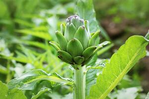 Young artichoke plants grows in a field photo