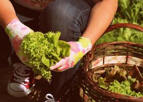 mujer cosecha Fresco lechuga desde su jardín .lechuga poner en un cesta foto